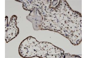 Immunoperoxidase of monoclonal antibody to MYCBP on formalin-fixed paraffin-embedded human placenta. (MYCBP 抗体  (AA 1-103))