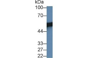 Western Blotting (WB) image for anti-Jumonji Domain Containing 6 (JMJD6) (AA 1-334) antibody (ABIN7444532)