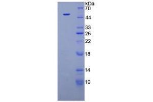 SDS-PAGE analysis of Dog Interferon alpha Protein. (IFNA 蛋白)