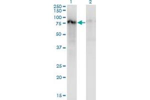 Western Blot analysis of ZNF41 expression in transfected 293T cell line by ZNF41 monoclonal antibody (M07), clone 2F3. (ZNF41 抗体  (AA 221-321))