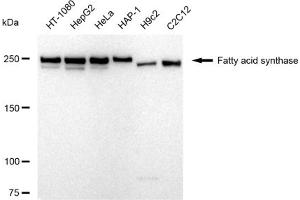 Western blotting analysis using Fatty acid synthase antibody (ABIN7798586). (Recombinant Fatty Acid Synthase 抗体)