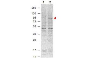 Western blot using Stat5a (phospho Y694) monoclonal antibody, clone 5F6. (STAT5A 抗体  (pTyr694))