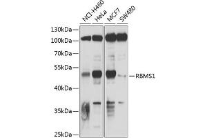 Western Blotting (WB) image for anti-RNA Binding Motif, Single Stranded Interacting Protein 1 (RBMS1) (AA 1-260) antibody (ABIN6146791)
