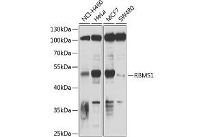 Western blot analysis of extracts of various cell lines, using RBMS1 antibody (ABIN6128636, ABIN6146791, ABIN6146792 and ABIN6220045) at 1:1000 dilution. (RBMS1 抗体  (AA 1-260))