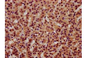 IHC image of ABIN7145654 diluted at 1:600 and staining in paraffin-embedded human adrenal gland tissue performed on a Leica BondTM system. (FAM5C 抗体  (AA 389-487))