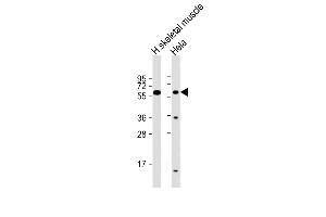 All lanes : Anti-SLC29A2 Antibody (N-Term) at 1:2000 dilution Lane 1: human skeletal muscle lysate Lane 2: Hela whole cell lysate Lysates/proteins at 20 μg per lane. (SLC29A2 抗体  (AA 1-31))