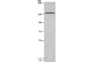 Western blot analysis of LoVo cell, using ITGAE Polyclonal Antibody at dilution of 1:550 (CD103 抗体)