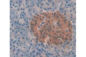 IHC-P analysis of pancreas tissue, with DAB staining. (Aquaporin 8 抗体  (AA 129-228))