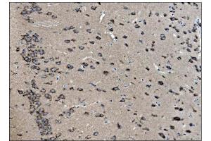 IHC analysis of VAMP4 using anti-VAMP4 antibody (ABIN7598962). (VAMP4 抗体  (AA 1-118))