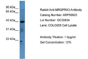WB Suggested Anti-MRGPRX3  Antibody Titration: 0. (MRGPRX3 抗体  (C-Term))