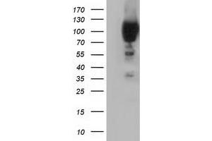 Western Blotting (WB) image for anti-phosphoinositide-3-Kinase Adaptor Protein 1 (PIK3AP1) antibody (ABIN1496828)