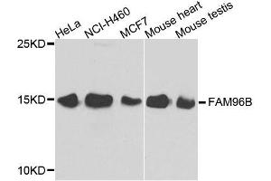 Western blot analysis of extracts of various cell lines, using FAM96B antibody. (FAM96B 抗体  (AA 1-163))