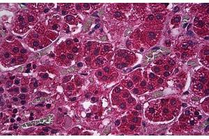 Human Adrenal Cortex: Formalin-Fixed, Paraffin-Embedded (FFPE) (PDE9A 抗体)