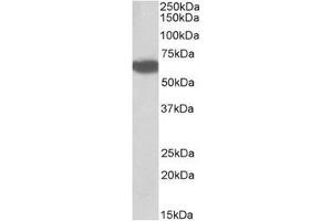 Staining of Human Liver lysate using Biotinidase antibody at 0. (BTD 抗体  (Internal Region))