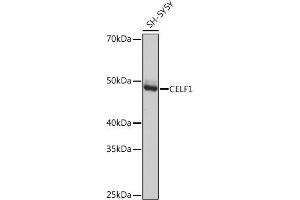 Western blot analysis of extracts of SH-SY5Y cells, using CELF1 Rabbit mAb (ABIN3021556, ABIN3021557, ABIN3021558, ABIN1512841 and ABIN1514019) at 1:1000 dilution. (CELF1 抗体)