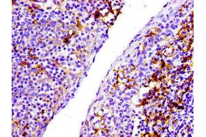 IHC image of ABIN7127278 diluted at 1:100 and staining in paraffin-embedded human tonsil tissue performed on a Leica BondTM system. (Recombinant CD31 抗体)