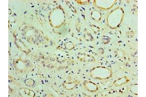 Immunohistochemistry of paraffin-embedded human adrenal gland tissue using ABIN7159923 at dilution of 1:100 (CHCHD4 抗体  (AA 1-142))