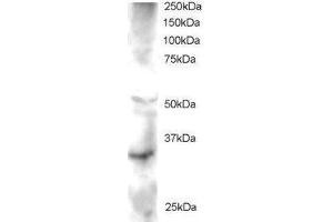 Image no. 1 for anti-Frequently Rearranged in Advanced T-Cell Lymphomas 2 (FRAT2) (AA 220-233) antibody (ABIN290561) (FRAT2 抗体  (AA 220-233))