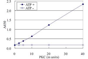 ELISA for measurement of recombinant PKC activity using CPI-17 (phospho T38) monoclonal antibody, clone AK-1F11 . (CPI-17 抗体  (pThr38))