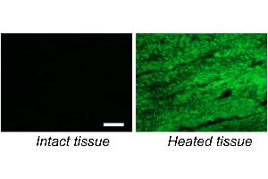 Immunofluorescence (IF) image for Collagen (COL) peptide (5-FAM) (ABIN6952240)