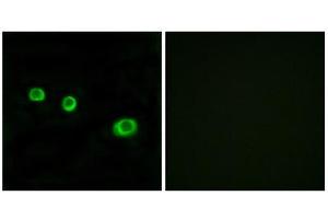 Immunofluorescence (IF) image for anti-Guanylate Binding Protein 1, Interferon-Inducible (GBP1) (Internal Region) antibody (ABIN1850388) (GBP1 抗体  (Internal Region))