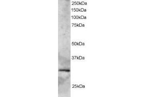 Image no. 1 for anti-SYF2 Homolog, RNA Splicing Factor (SYF2) (AA 189-201) antibody (ABIN292140) (SYF2 抗体  (AA 189-201))