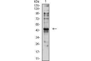 Western blot analysis using CD197 mouse mAb against C6 (1) cell lysate. (CCR7 抗体)