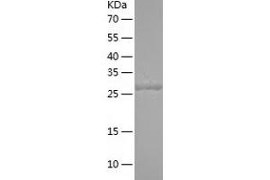 Follistatin-Like 1 (FSTL1) (AA 21-308) protein (His-IF2DI Tag)