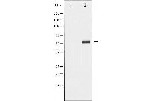 Western blot analysis of PDCD4 phosphorylation expression in HepG2 whole cell lysates,The lane on the left is treated with the antigen-specific peptide. (PDCD4 抗体  (pSer67))