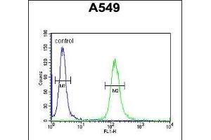LOH12CR1 Antibody (C-term) (ABIN651991 and ABIN2840485) flow cytometric analysis of A549 cells (right histogram) compared to a negative control cell (left histogram). (LOH12CR1 抗体  (C-Term))