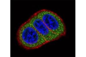 Confocal immunofluorescent analysis of HES1 antibody with HeLa cells followed by Alexa Fluor 488-conjugated goat anti-rabbit lgG (green). (HES1 抗体  (AA 9-38))