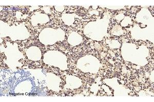 Immunohistochemical analysis of paraffin-embedded mouse lung tissue. (PDGFB 抗体  (AA 30-110))
