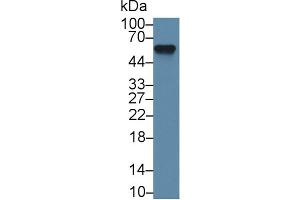 Western Blot; Sample: Mouse Lung lysate; Primary Ab: 1µg/ml Rabbit Anti-Mouse aHSG Antibody Second Ab: 0. (Fetuin A 抗体  (AA 19-250))