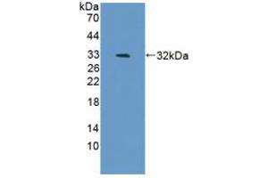 Western blot analysis of recombinant Mouse BAFF. (BAFF 抗体  (AA 68-302))