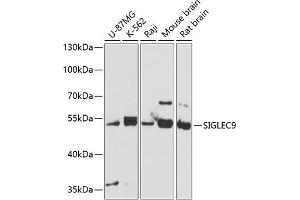 Western blot analysis of extracts of various cell lines, using SIGLEC9 antibody (ABIN6130709, ABIN6147768, ABIN6147769 and ABIN6220726) at 1:3000 dilution. (SIGLEC9 抗体  (AA 210-340))