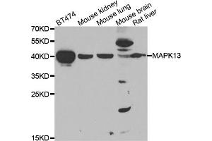 Western blot analysis of extracts of various cell lines, using MAPK13 antibody (ABIN4904302) at 1:1000 dilution. (MAPK13 抗体)