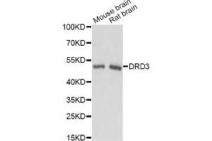 Western blot analysis of extracts of various cell lines, using DRD3 antibody. (DRD3 抗体)
