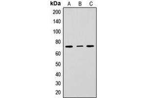 Western blot analysis of CD229 expression in HepG2 (A), Raw264. (LY9 抗体  (Center))