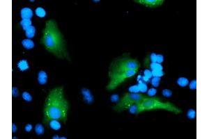 Anti-MLF1 mouse monoclonal antibody (ABIN2455801) immunofluorescent staining of COS7 cells transiently transfected by pCMV6-ENTRY MLF1 (RC202774). (MLF1 抗体)