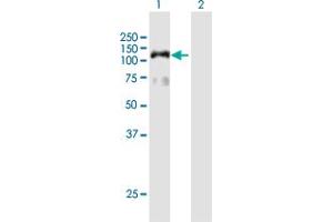 Western Blot analysis of HIRA expression in transfected 293T cell line by HIRA MaxPab polyclonal antibody. (HIRA 抗体  (AA 1-1017))