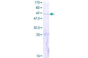 MRPS7 Protein (AA 1-242) (GST tag)