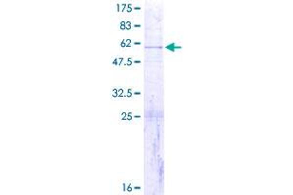 MRPS7 Protein (AA 1-242) (GST tag)