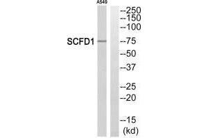 Western blot analysis of extracts from A549 cells, using SCFD1 antibody. (SCFD1 抗体  (C-Term))