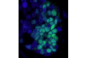 Goat anti-Mouse IgG (Heavy & Light Chain) antibody (DyLight 488)