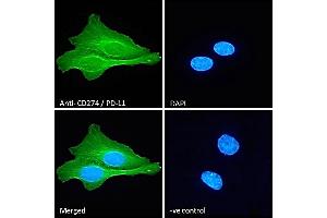 (ABIN185339) Immunofluorescence analysis of paraformaldehyde fixed U2OS cells, permeabilized with 0. (PD-L1 抗体  (C-Term))