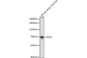Western blot analysis of extracts of Mouse large intestine, using PLK3 antibody (ABIN6130232, ABIN6145779, ABIN6145780 and ABIN6224749) at 1:1000 dilution. (PLK3 抗体  (AA 487-646))