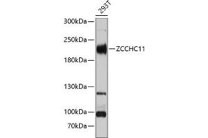 ZCCHC11 抗体  (AA 1-290)