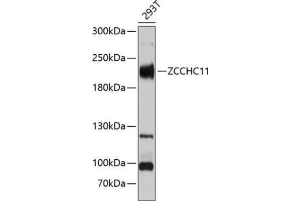 ZCCHC11 anticorps  (AA 1-290)
