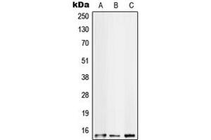 Western blot analysis of S100-A10 expression in HT29 (A), HeLa (B), A431 (C) whole cell lysates.