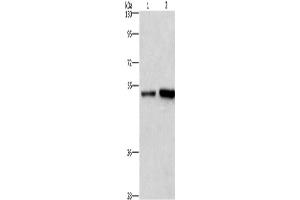 Western Blotting (WB) image for anti-Synaptotagmin IV (SYT4) antibody (ABIN2428763) (SYT4 抗体)